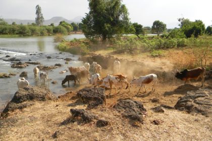 Une deuxième vache maigre est montée du Nil en 2021