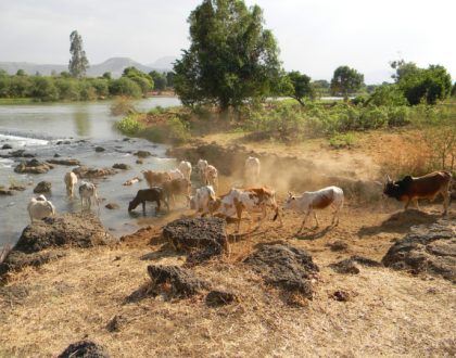 Une deuxième vache maigre est montée du Nil en 2021