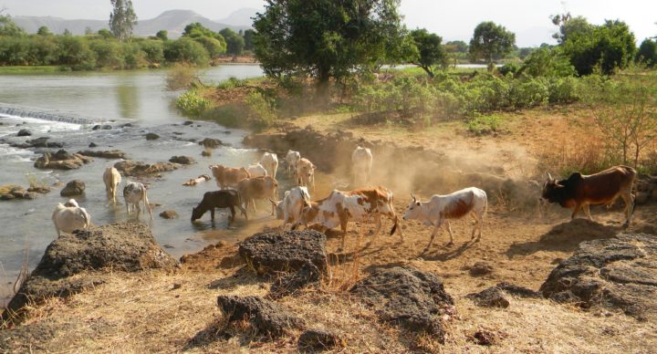 Une deuxième vache maigre est montée du Nil en 2021