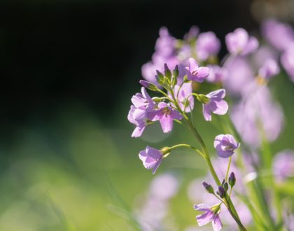 Culte d'été