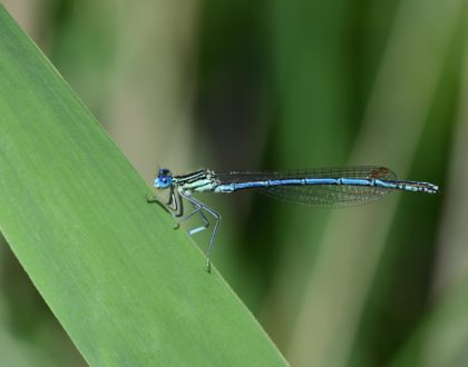 Culte d'été