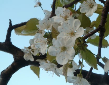 Retour sur les Veillées de printemps