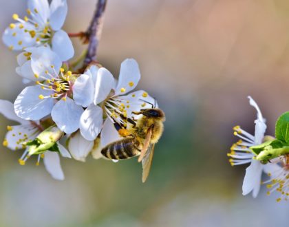 Vous avez dit « écologie » ?