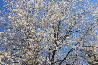 Culte audio du matin de Pâques