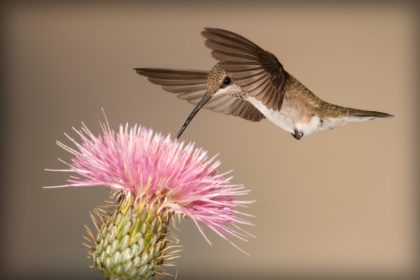 Culte du dimanche 7 juin