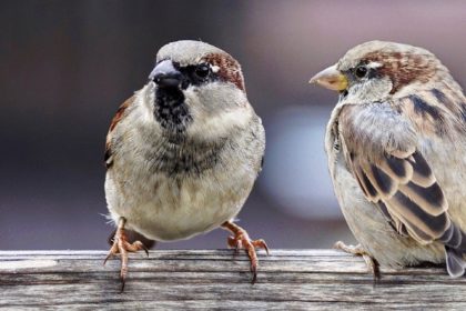 Tableau des activités 2020-2021