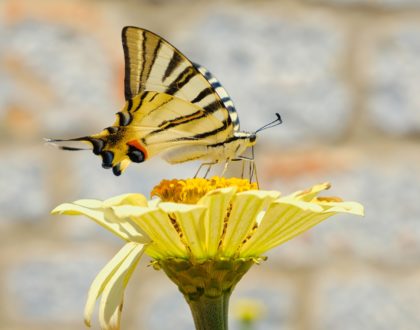 Culte d'été au Grand Temple