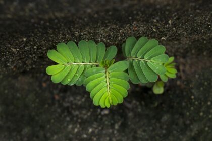 Ma présidence du Consistoire