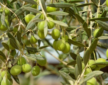 Le mot du trésorier