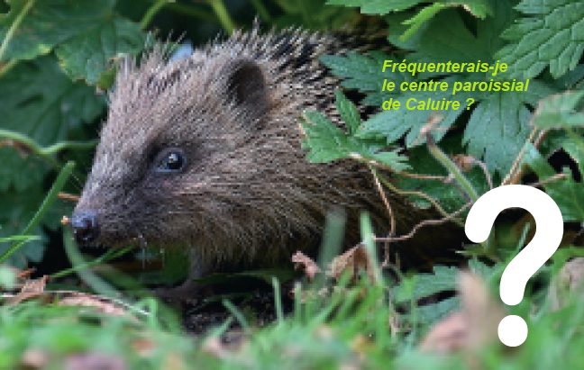 Temps pour la Création. Mission hérisson