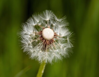 Café-débat "Et nos fragilités, comment vivre avec?"