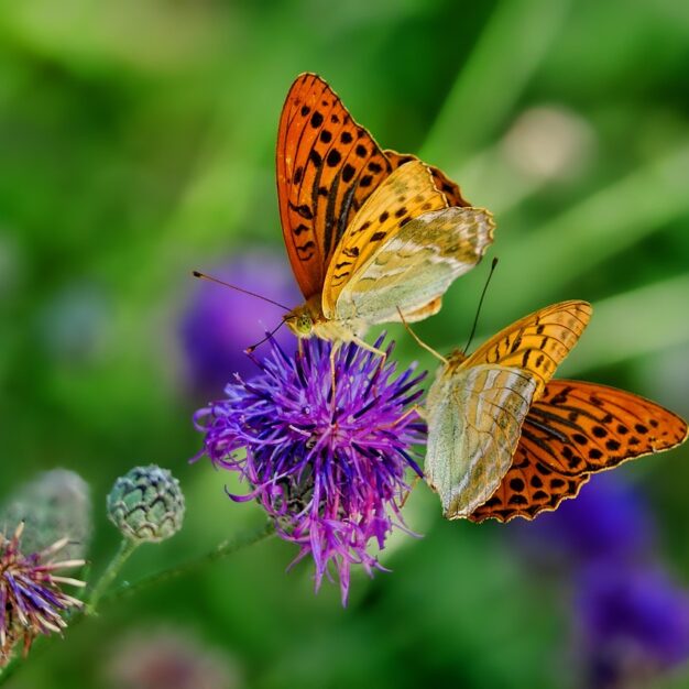 butterflies-3205038_1280