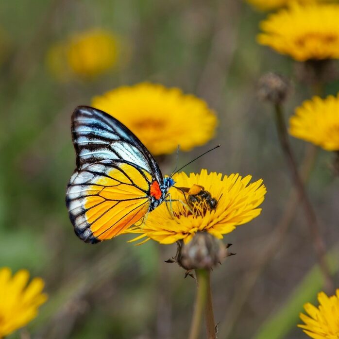 butterfly-7114037_1280 butterfly-7114037_1280