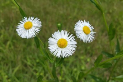 “Une journée de joie“ le dimanche 28 septembre