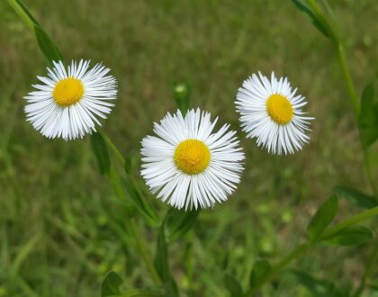 “Une journée de joie“ le dimanche 28 septembre