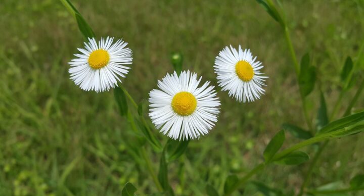 “Une journée de joie“ le dimanche 28 septembre