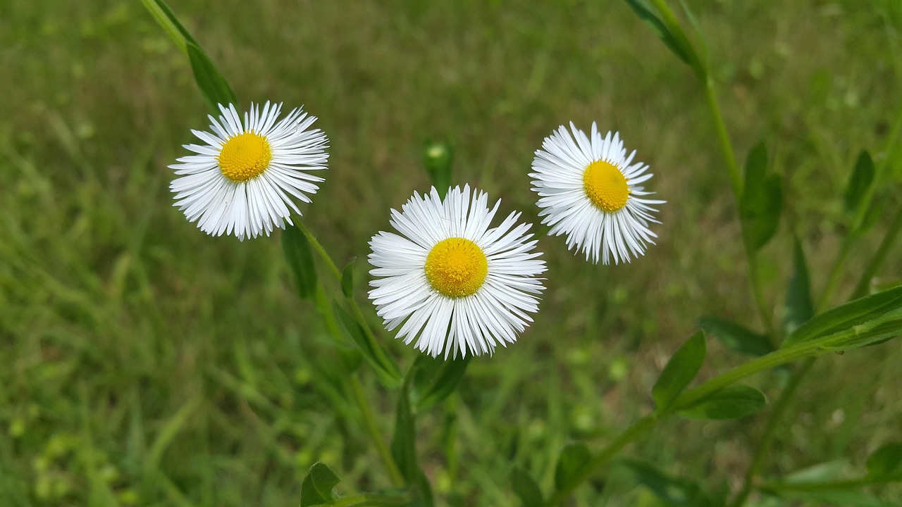 “Une journée de joie“ le dimanche 28 septembre