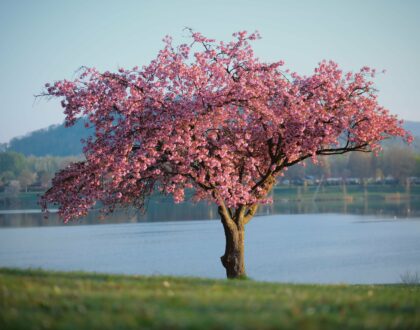 Célébration du Vendredi saint